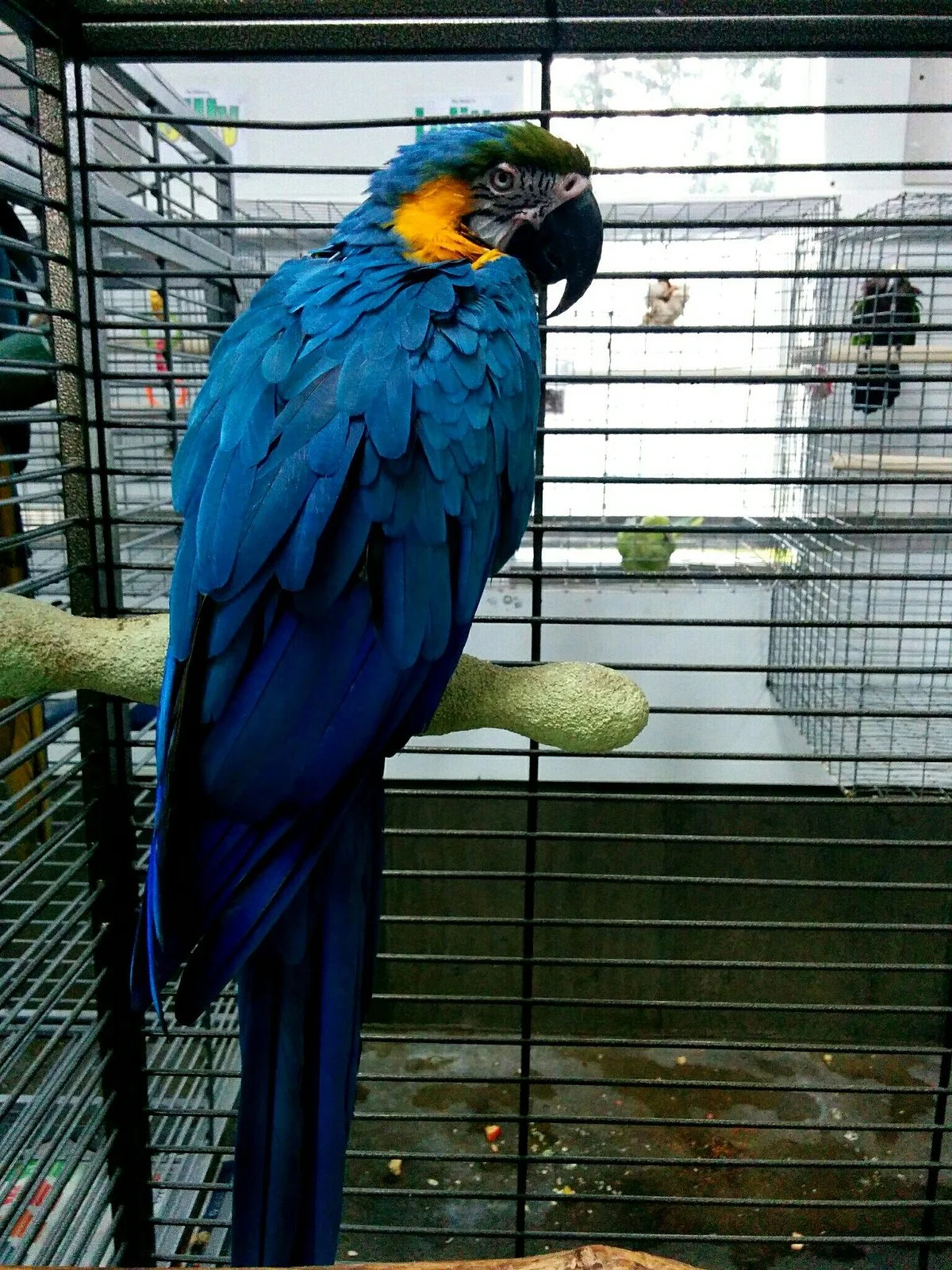 Parrot Island - Exotic Bird Sanctuary