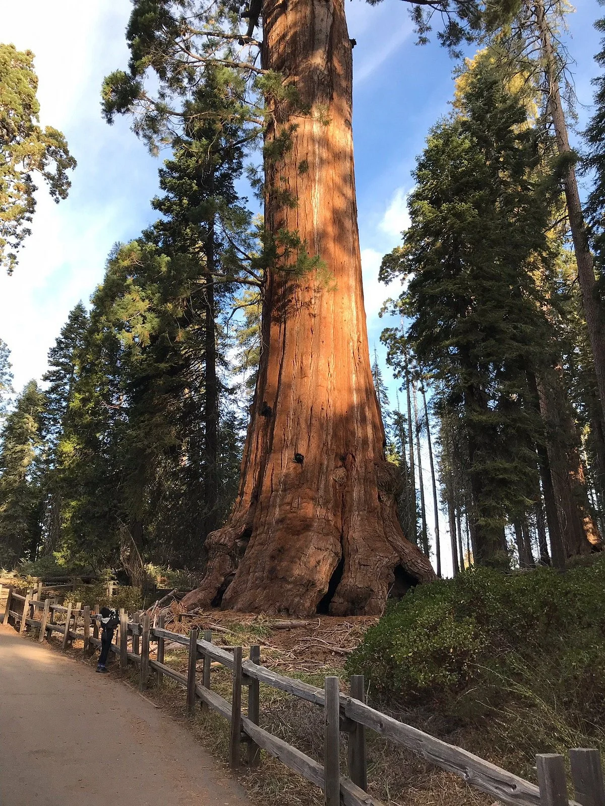 General Grant Tree Trail