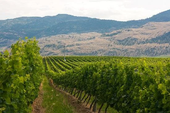 Tinhorn Creek Vineyards
