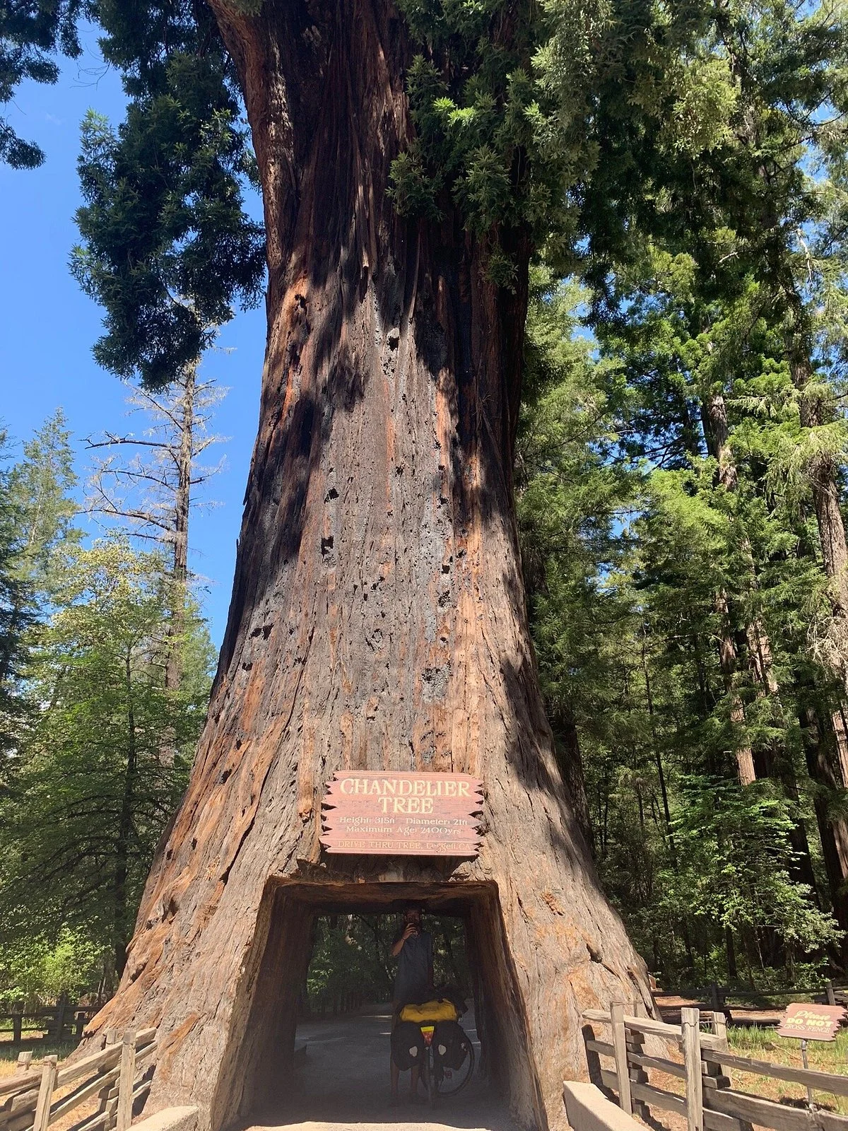 Chandelier Drive-Through Tree