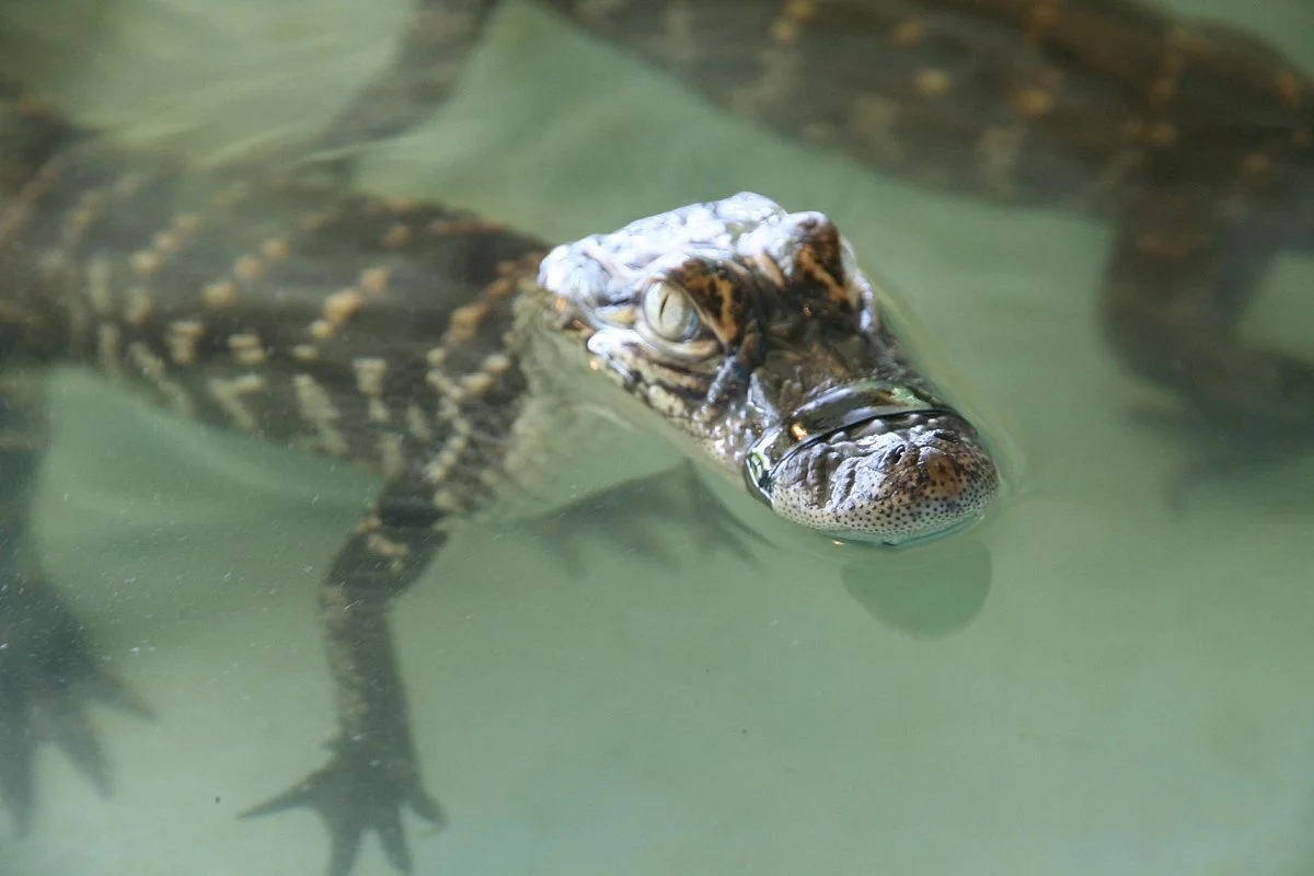 Insta-Gator Ranch & Hatchery