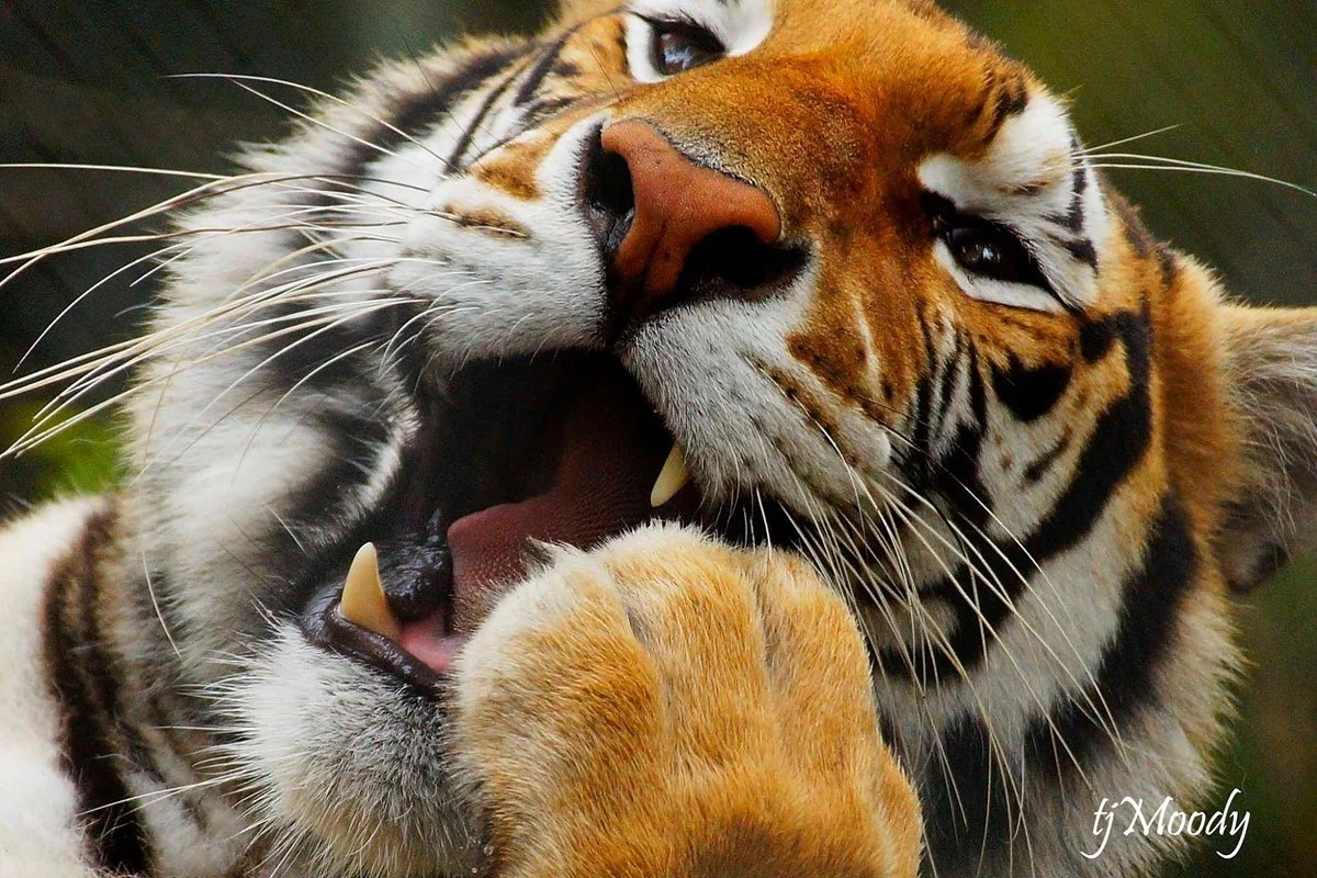 Wild Felid Advocacy Center of Washington