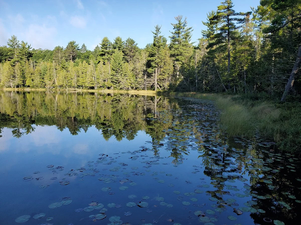 Hartwick Pines State Park