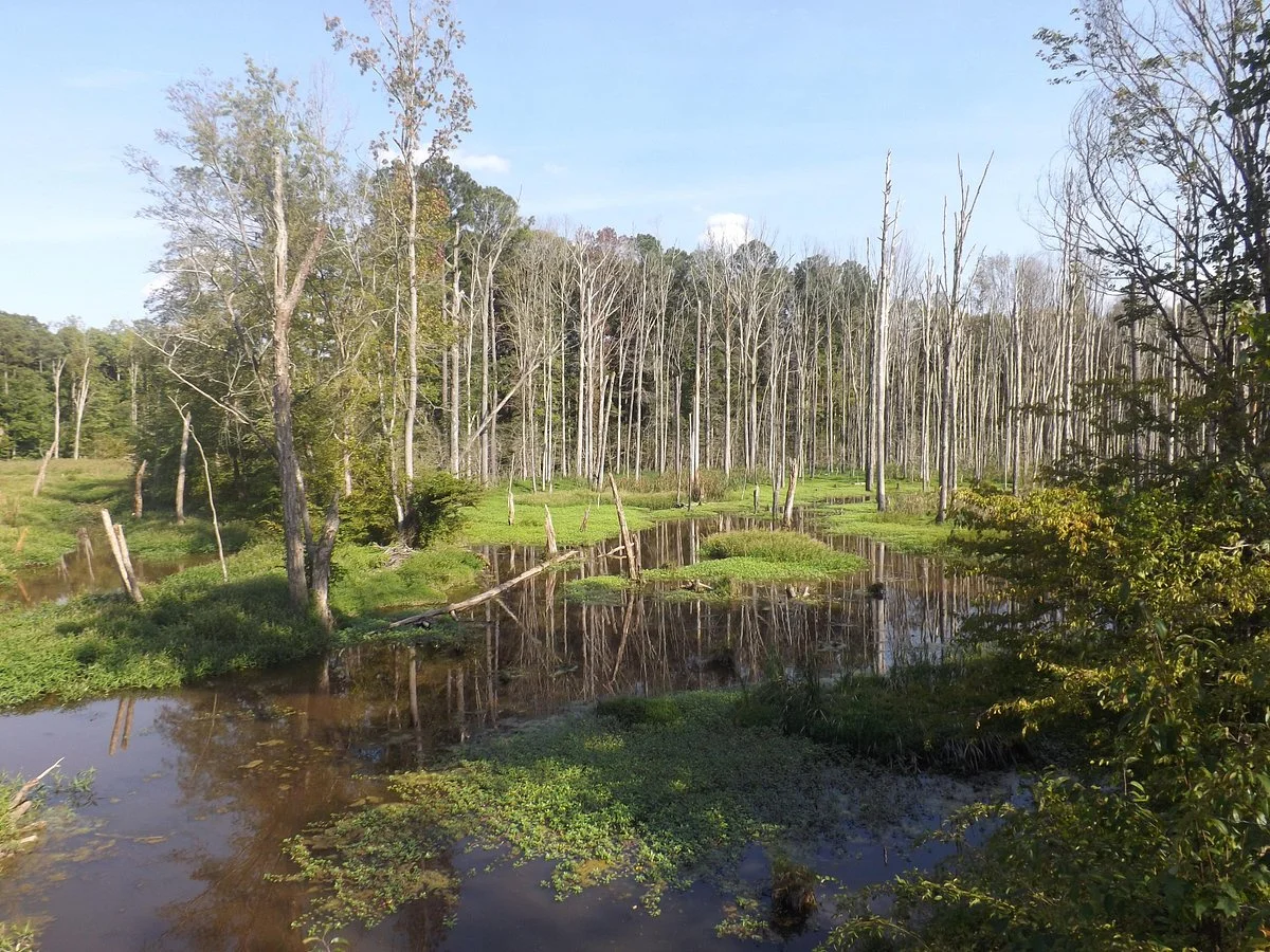 American Tobacco Trail