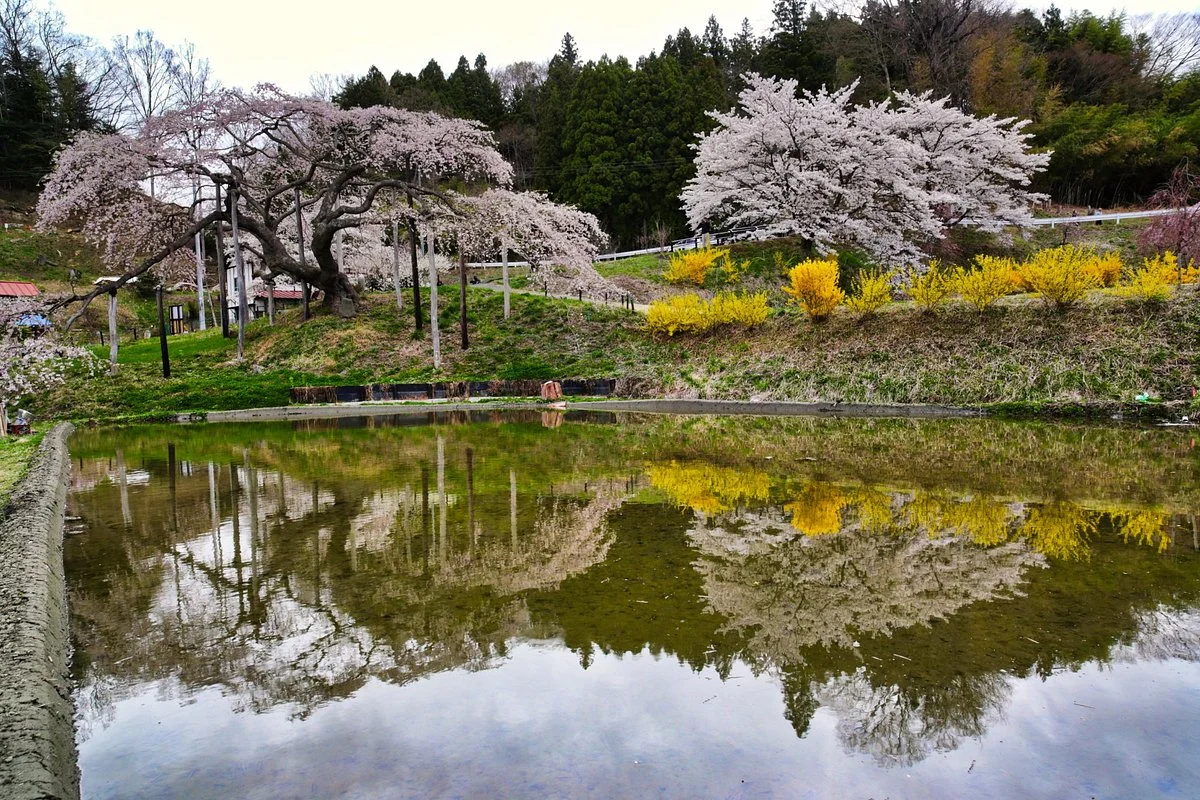 Jizozakura of Nakajima