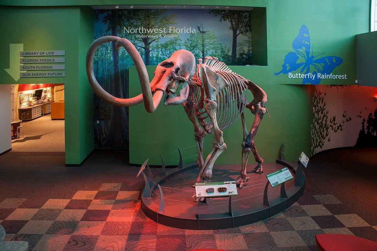 Florida Museum of Natural History