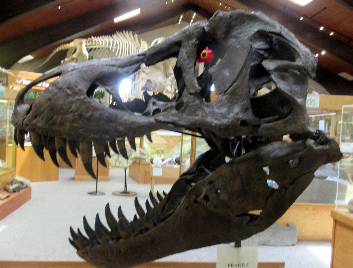 Tate Geological Museum