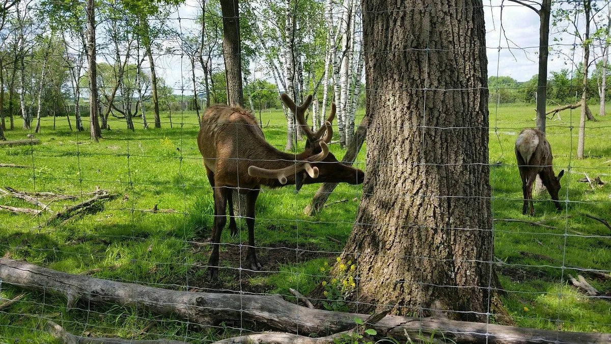 Shalom Wildlife Zoo
