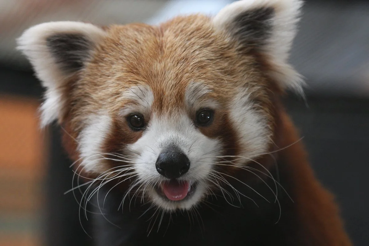 Roosevelt Park Zoo