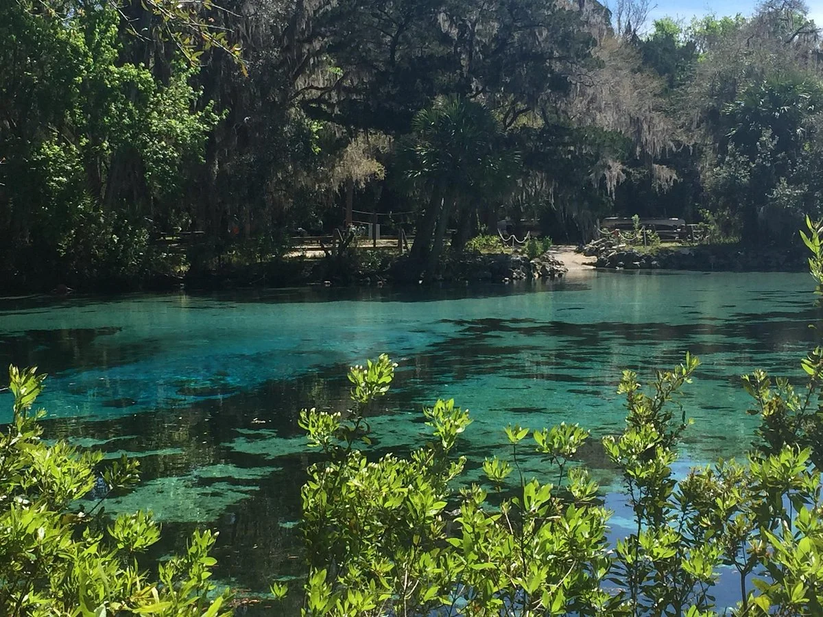 Salt Springs Recreation Area