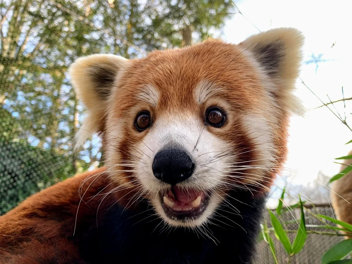 Erie Zoo