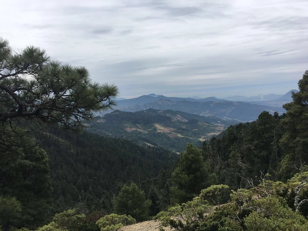 Sierra Chincua Butterfly Sanctuary
