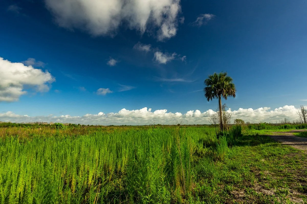 Paynes Prairie Preserve State Park