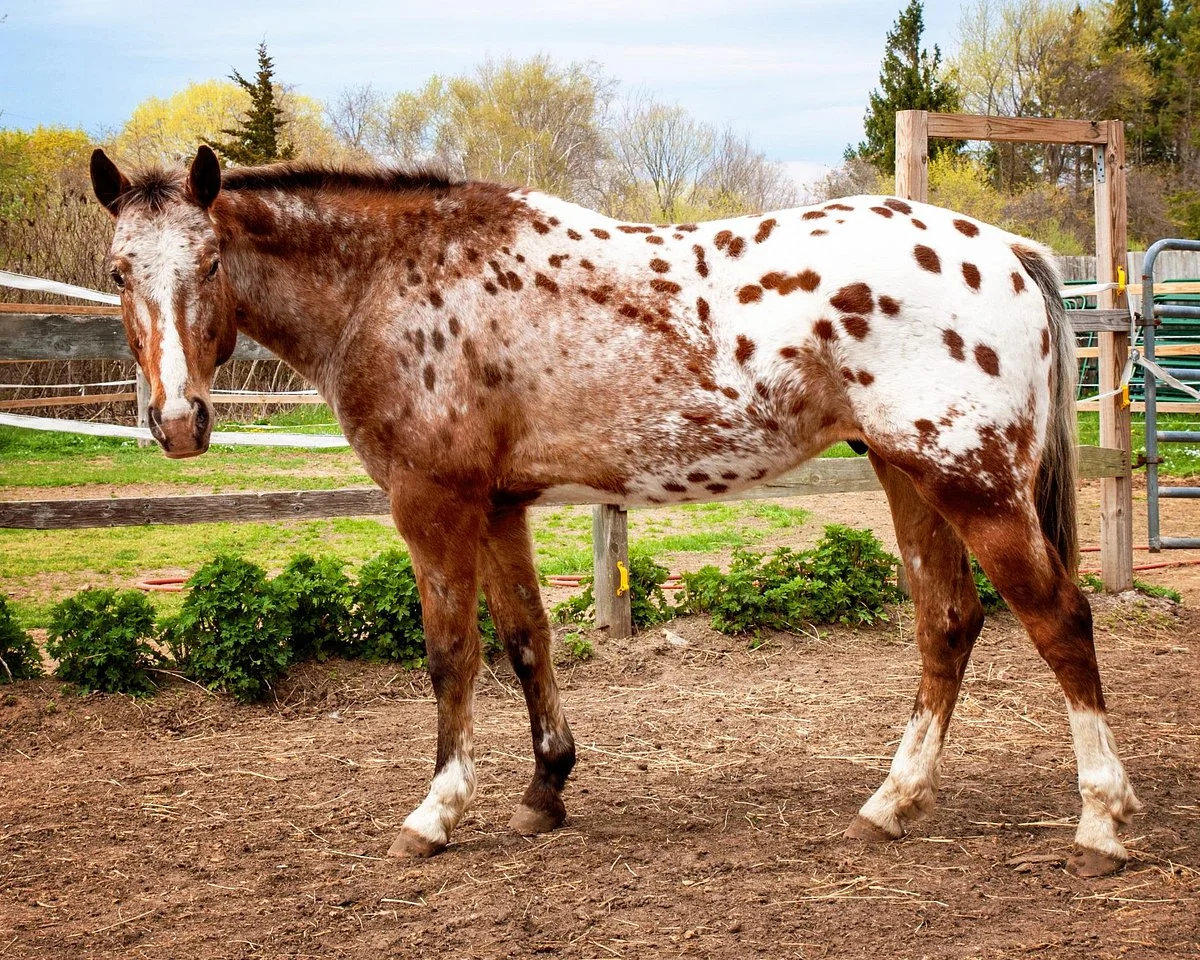 Healing With Horses at Wildrose Horse Farm