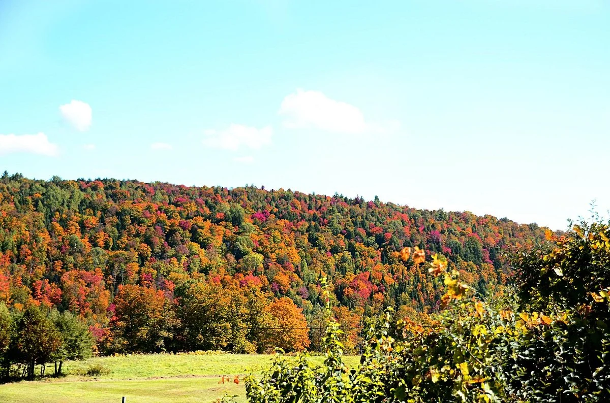 Dog Mountain Home of Stephen Huneck Gallery