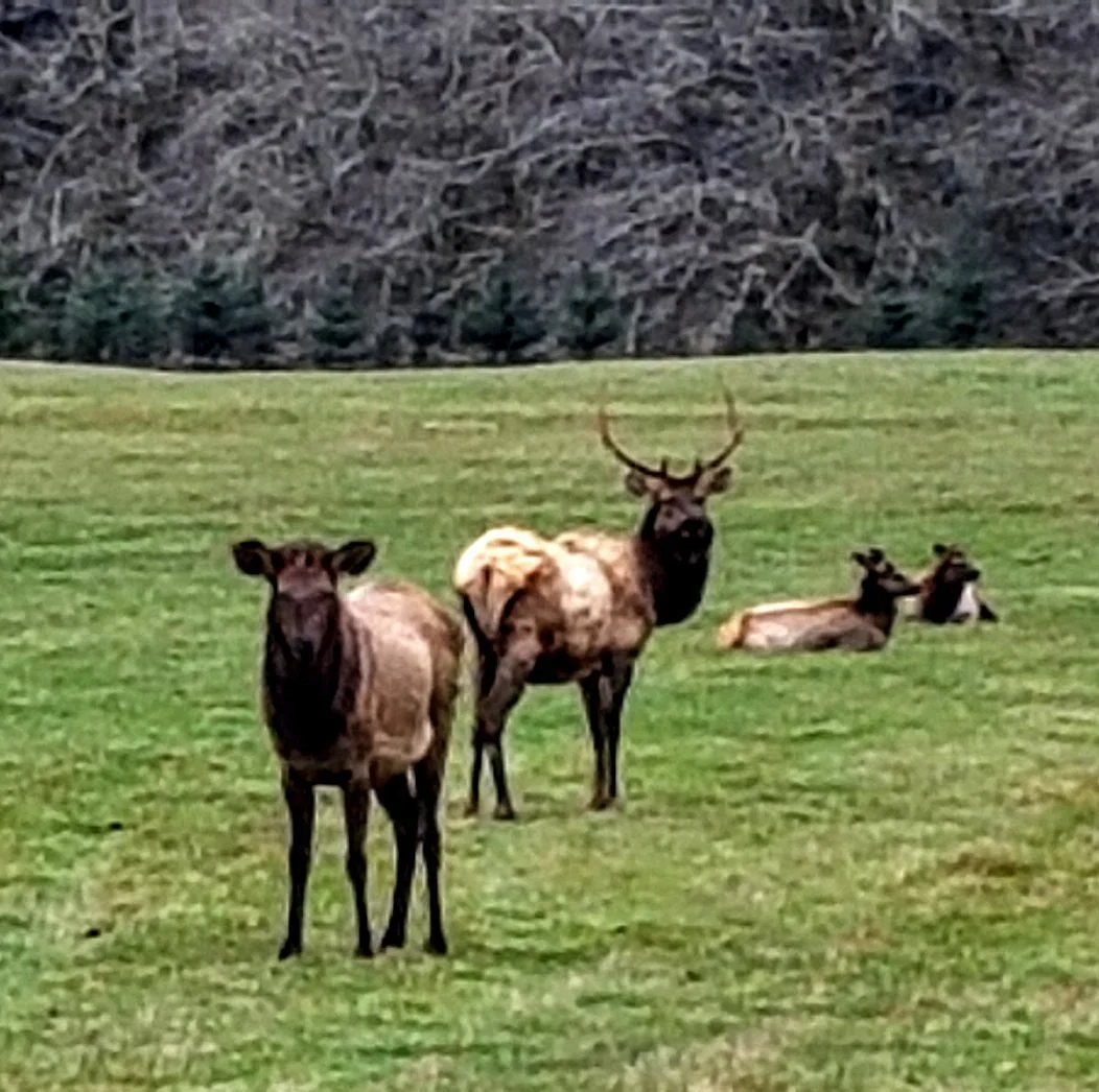 Jewell Meadows Wildlife Area