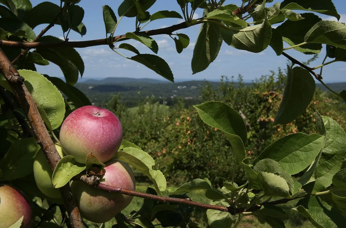 Masker Orchards