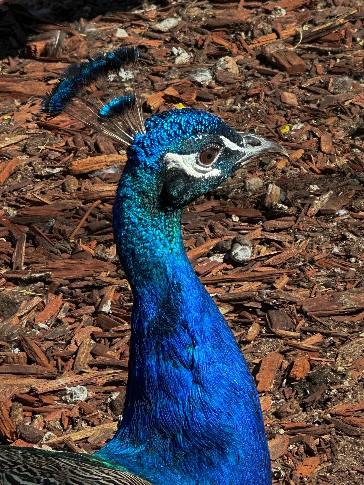 Roscommon Zoo