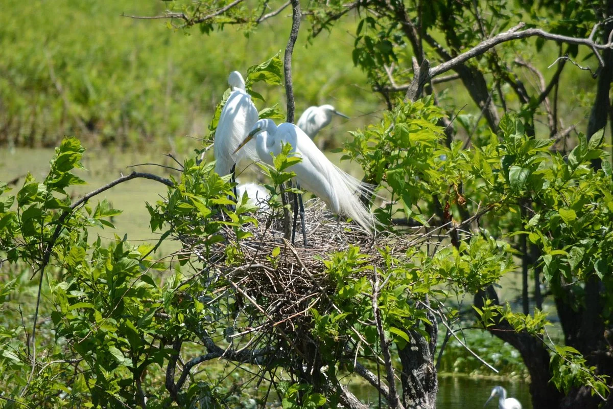 Cypress Wetlands
