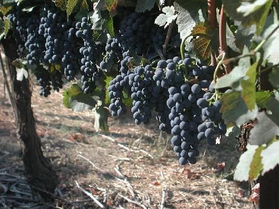 Del Rio Vineyards & Winery