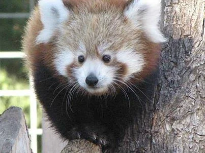 Lee Richardson Zoo