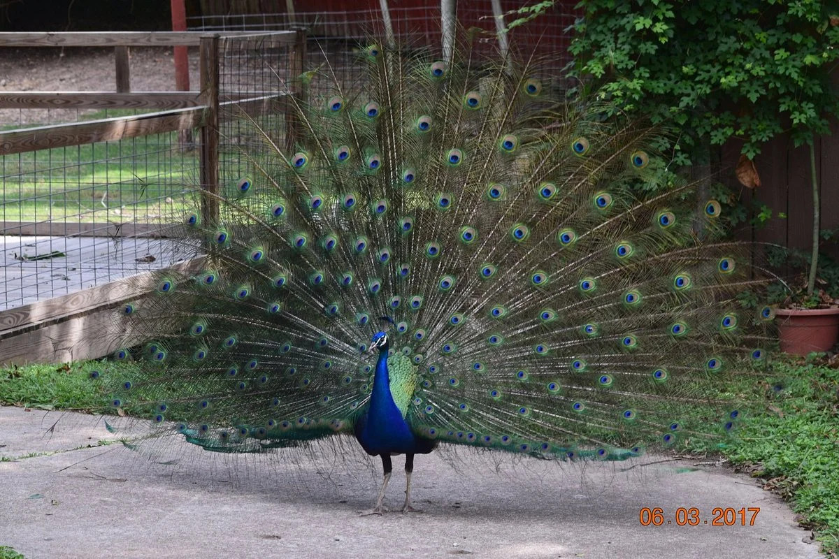 The Texas Zoo
