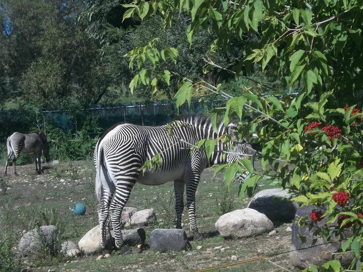 Valley Zoo