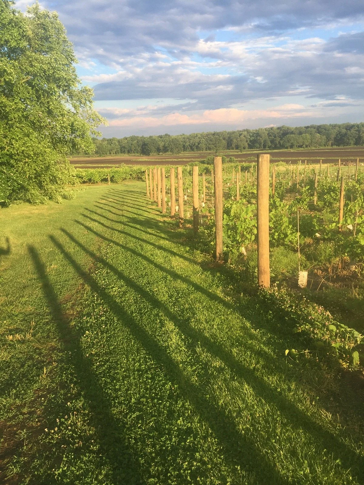 Iron Plow Vineyards