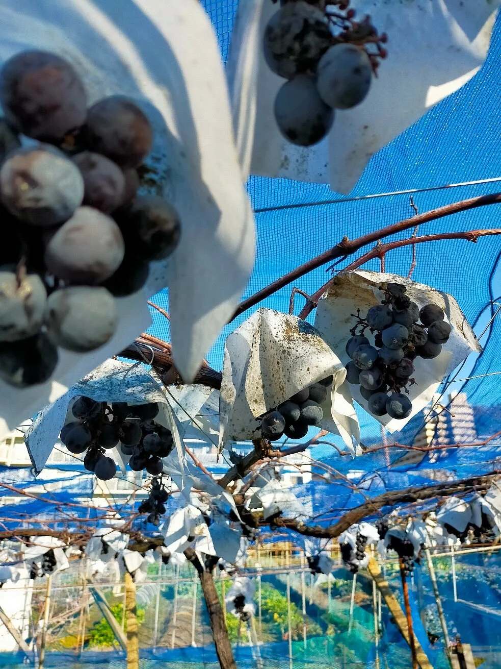 Katashimo Winery