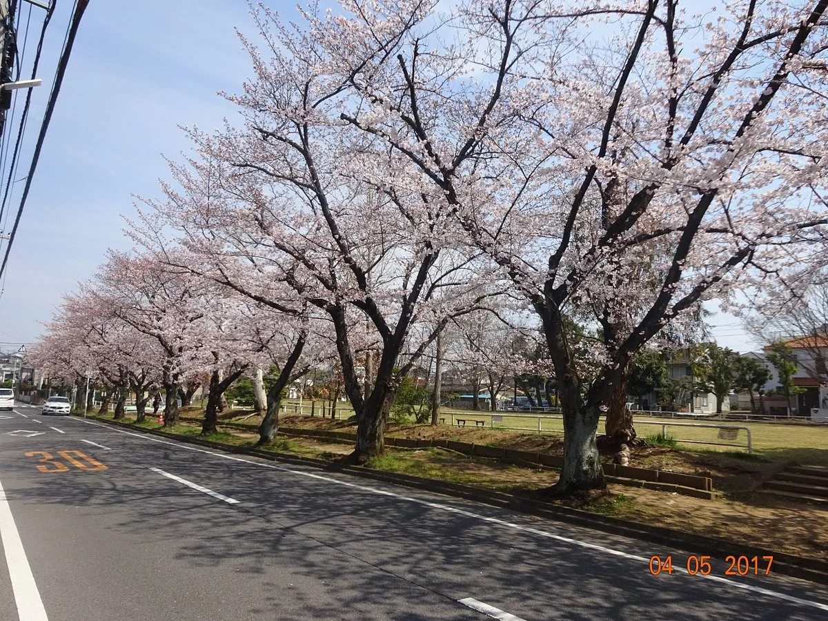 Matsudo City Cherry Blossom Festival