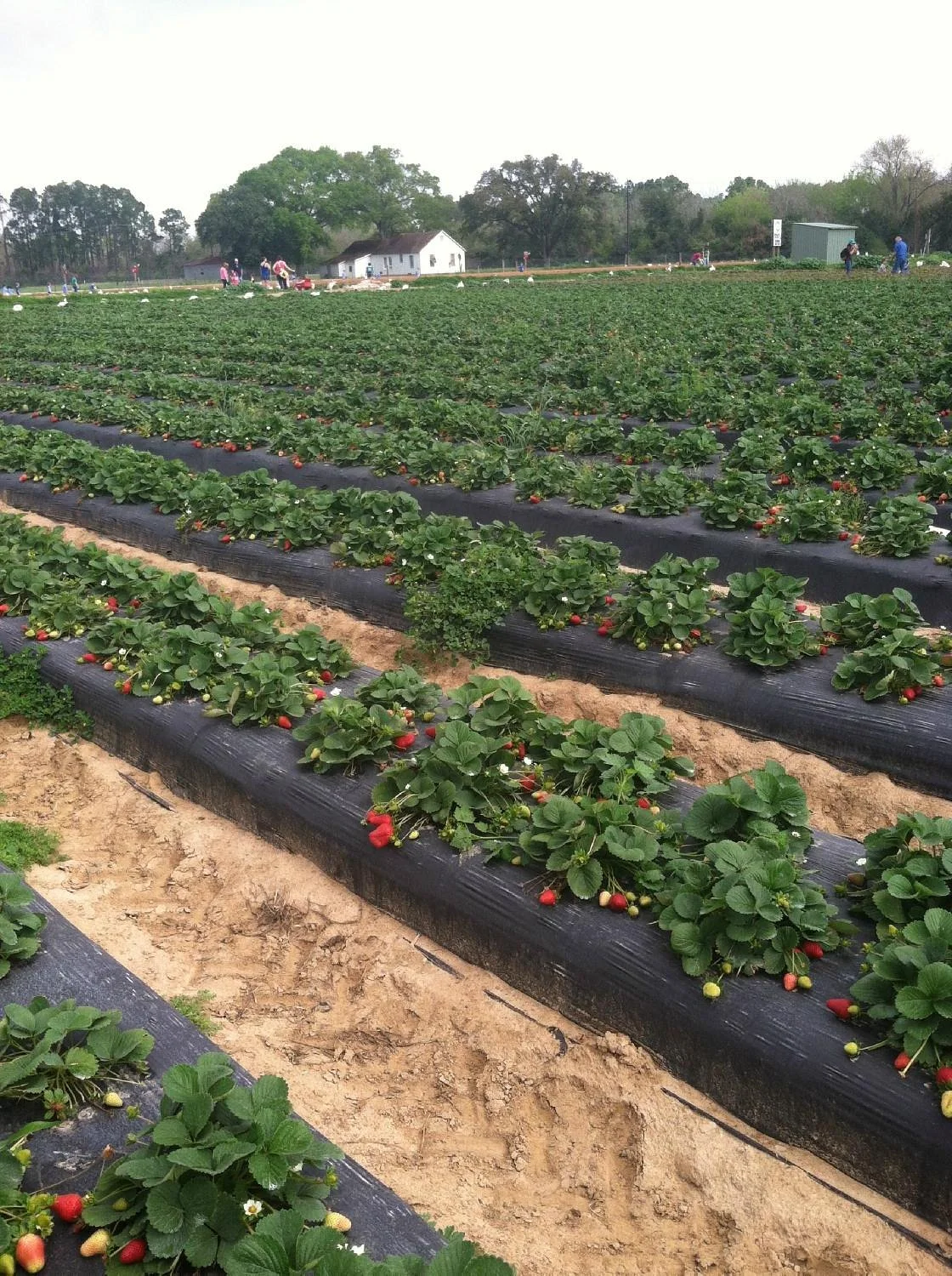Froberg's Farm