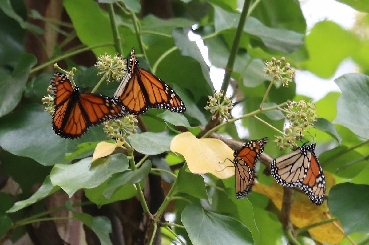 Monarch Butterfly Natural Preserve