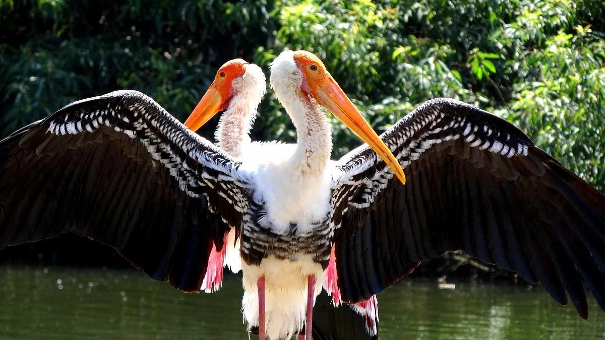Ranganathittu Bird Sanctuary