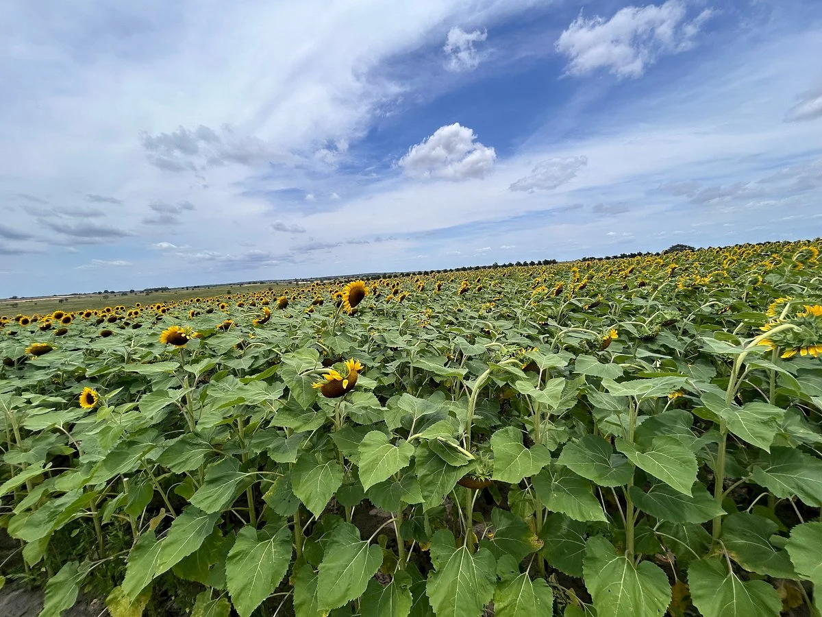 Southern Hill Farms
