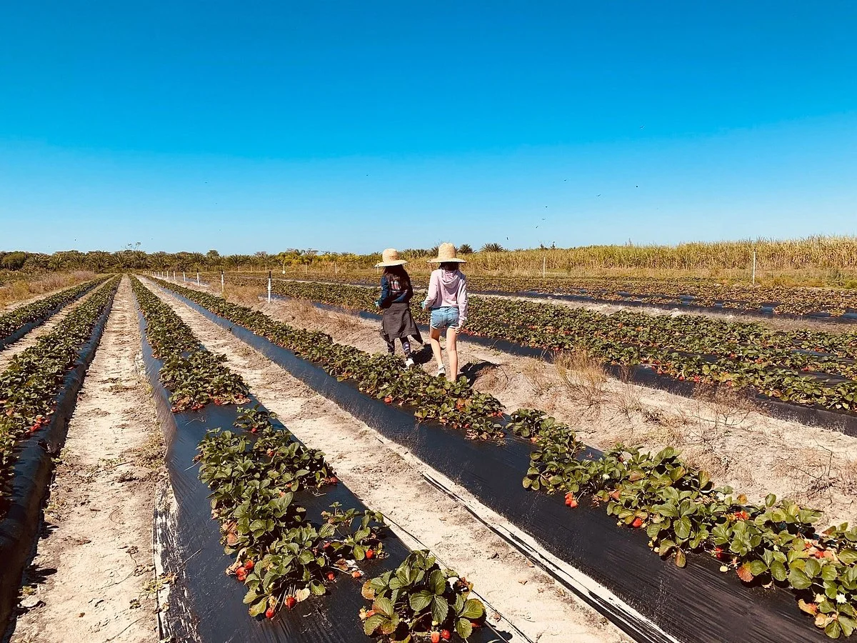 Pappy's Patch U-Pick Strawberries