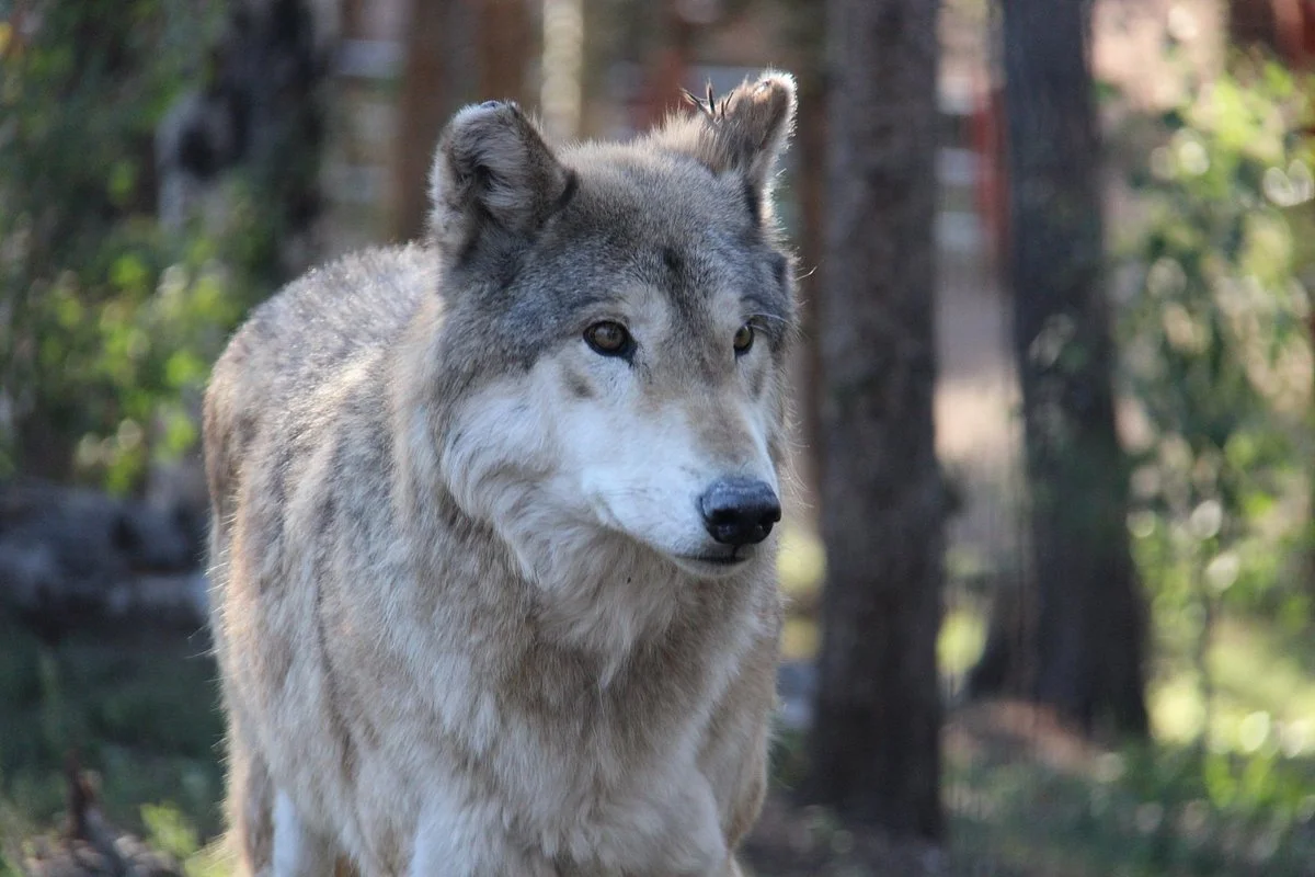 Colorado Wolf and Wildlife Center
