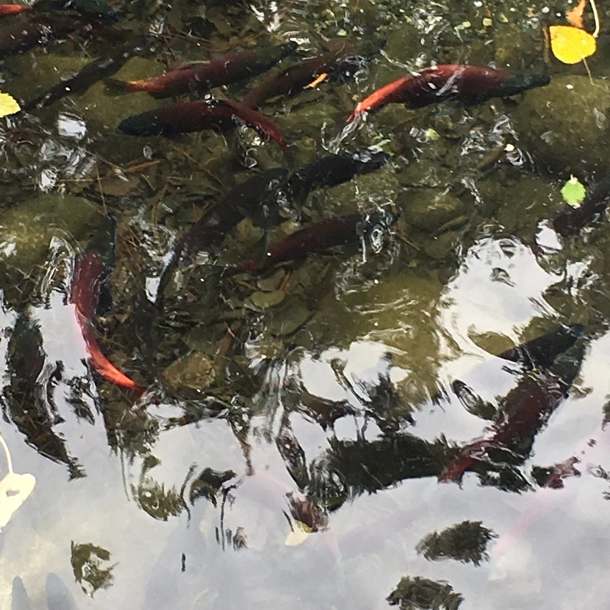 Stream Profile Chamber