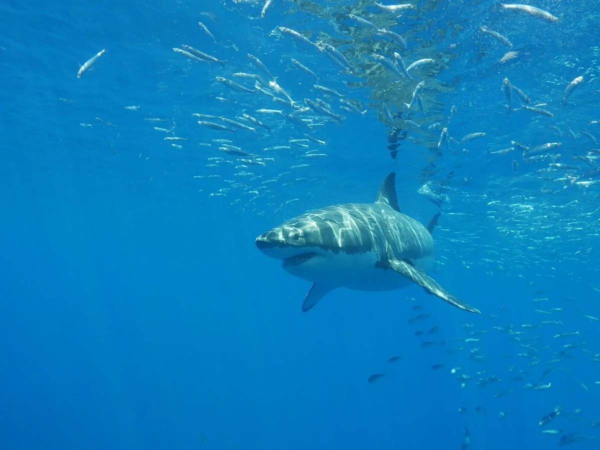 Guadalupe Island