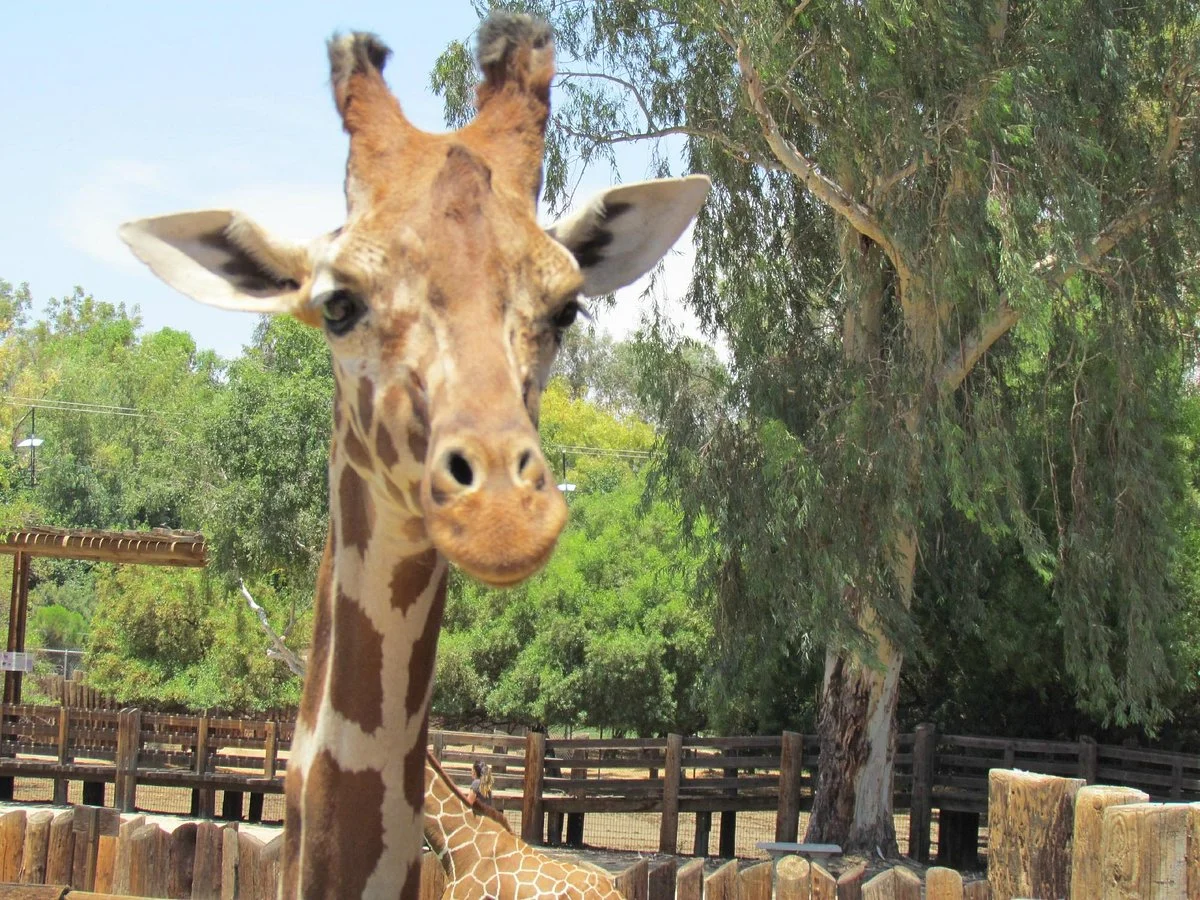 Wildlife World Zoo and Aquarium