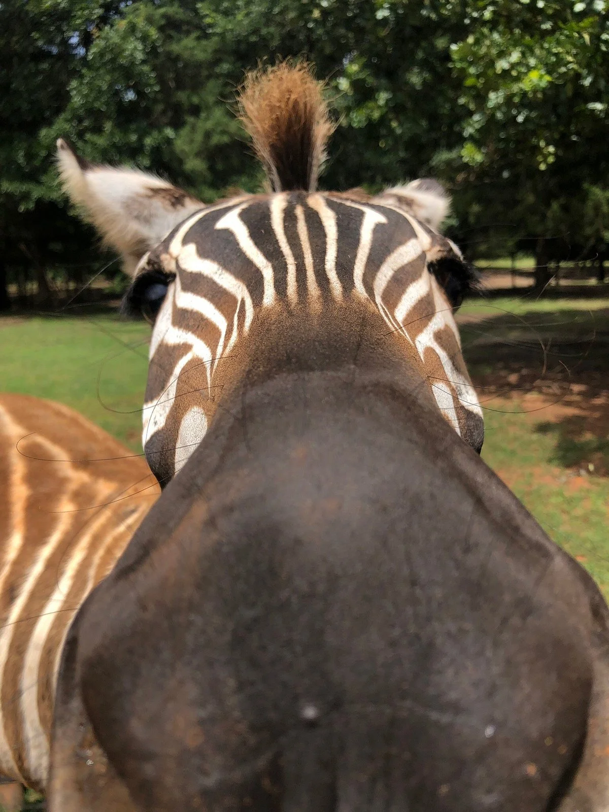 Cherokee Trace Drive-Thru Safari