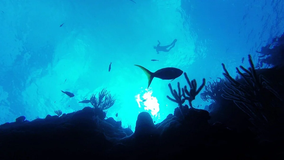 Library Reef