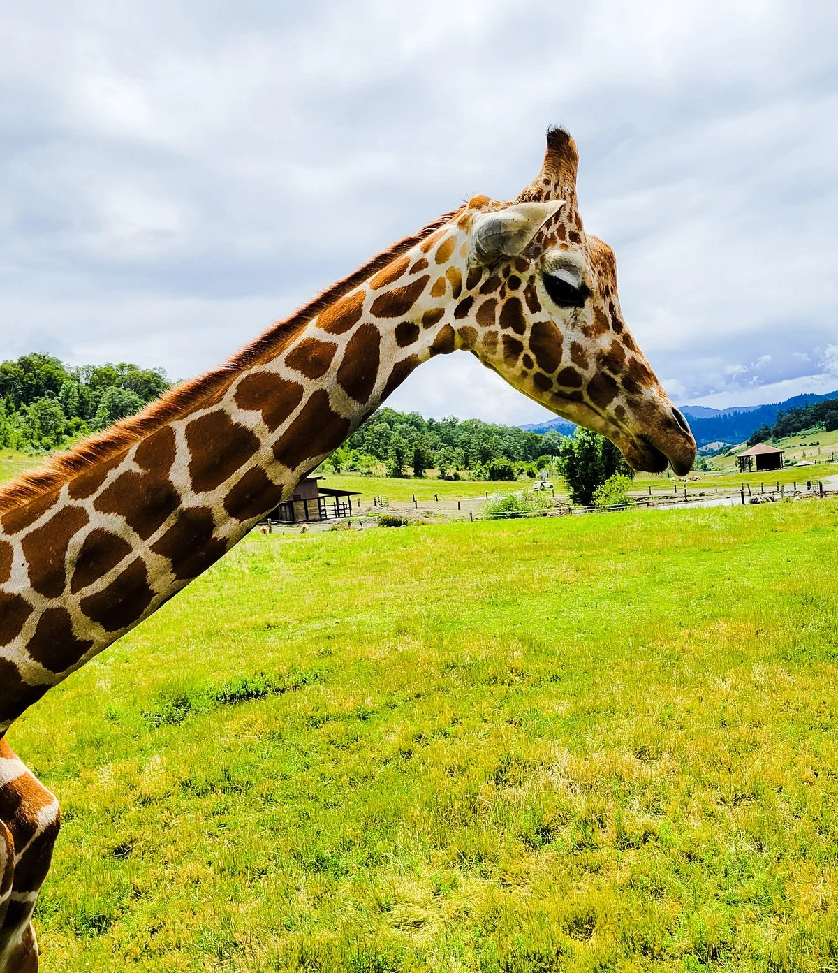 Wildlife Safari