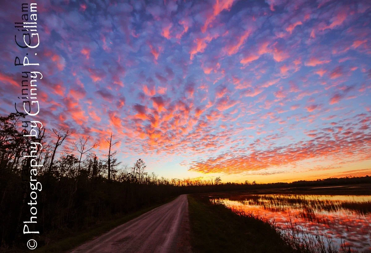 Alligator River National Wildlife Refuge