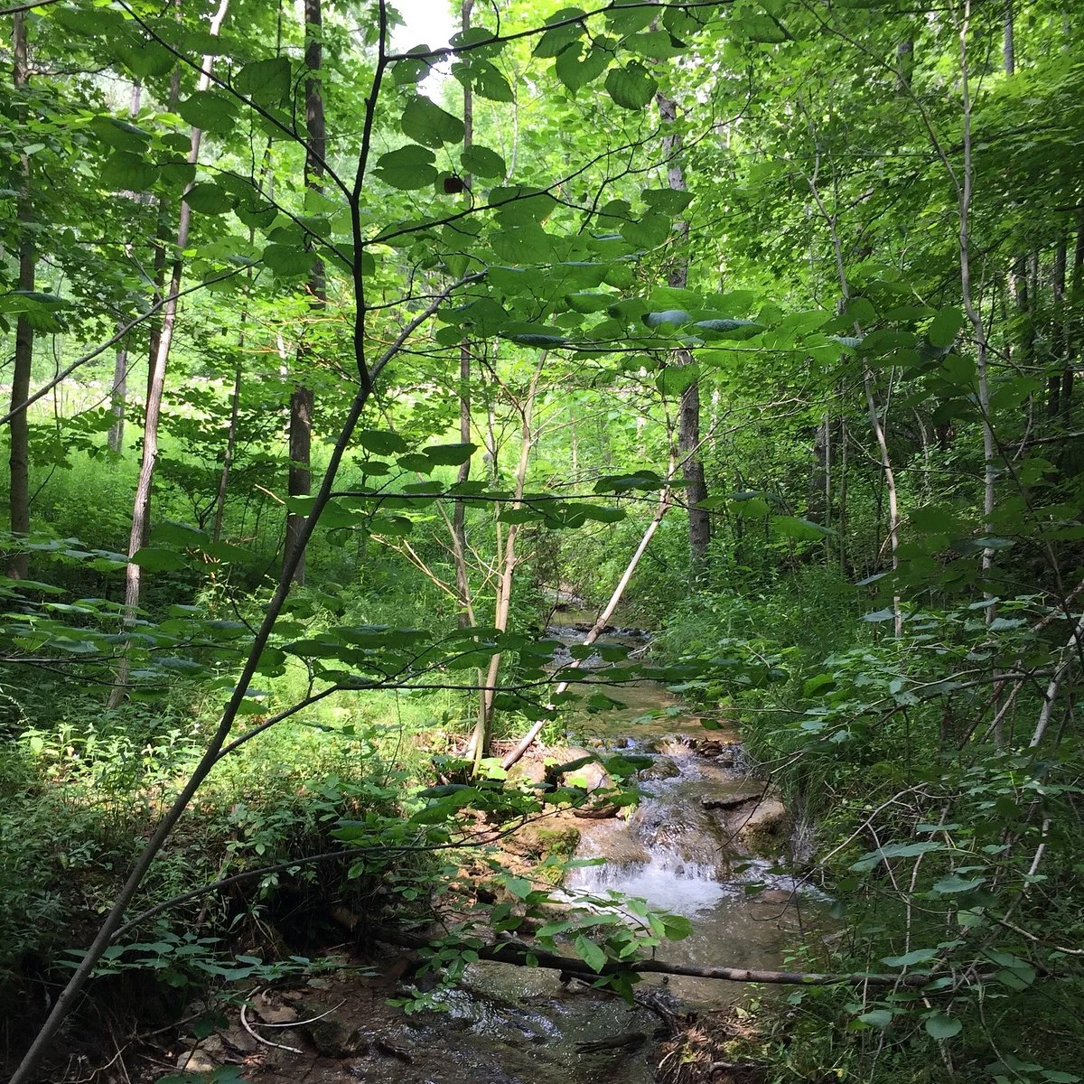 Pretty River Valley Provincial Park