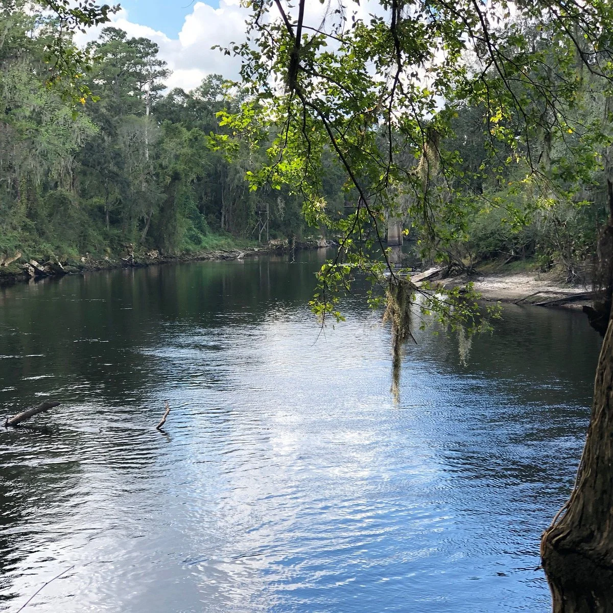 Suwanee River State Park