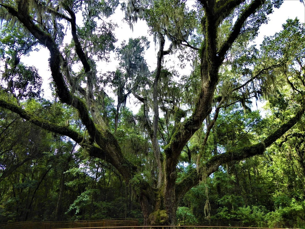Village Point Park Preserve