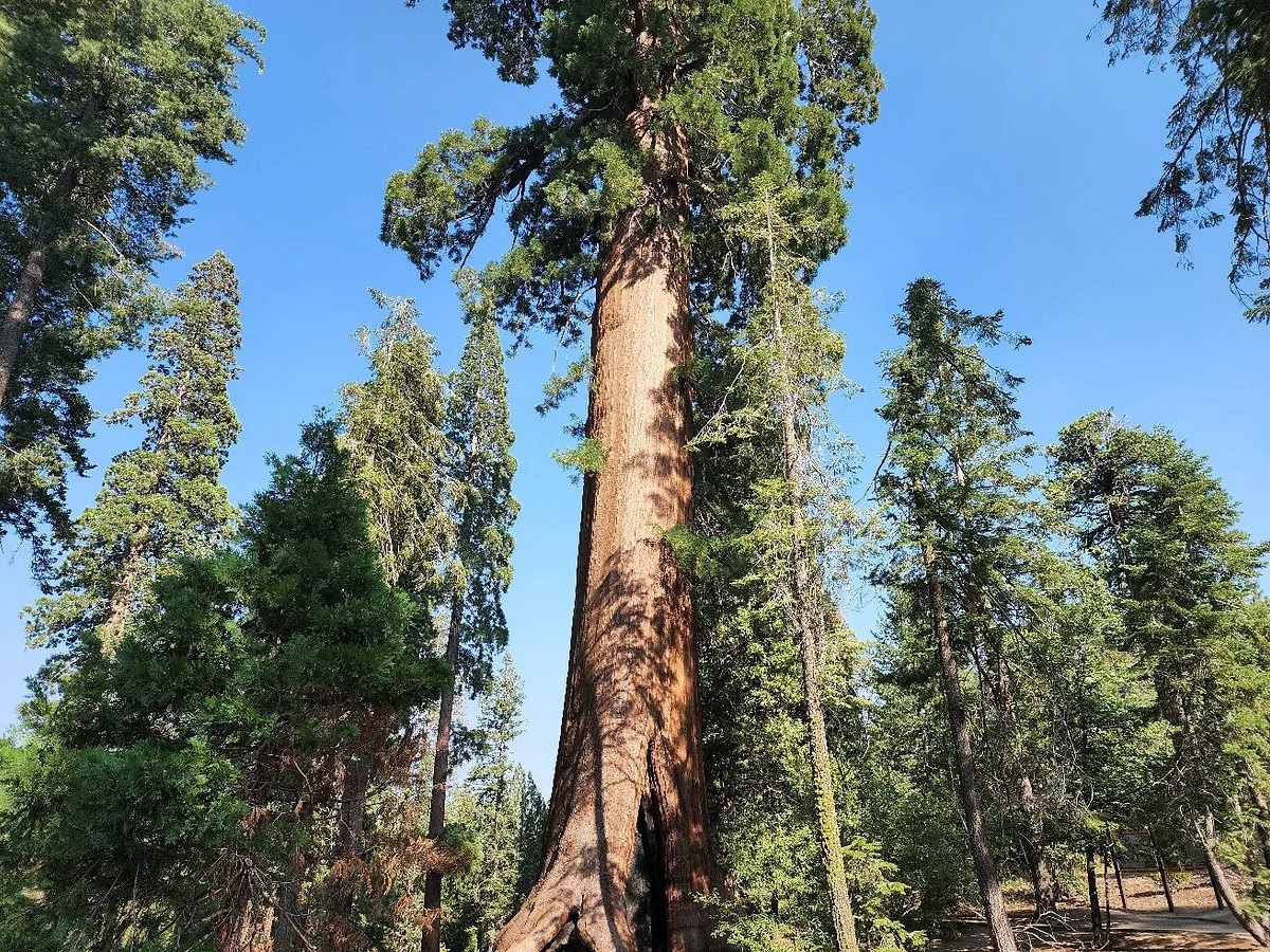 Giant Sequoia National Monument