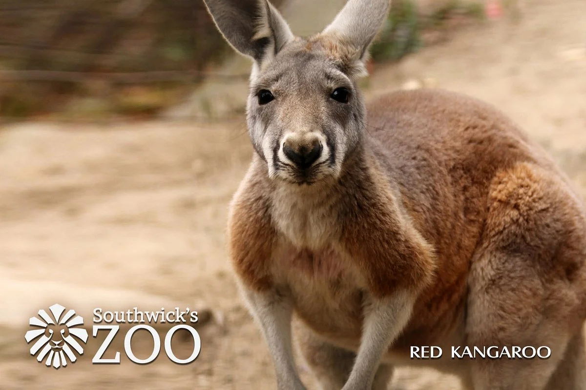 Southwick's Zoo