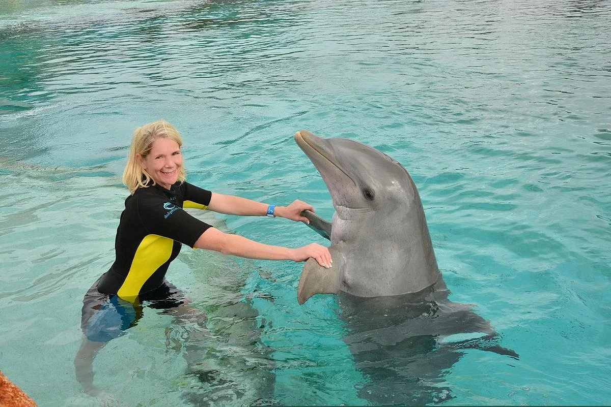 Dolphin Swim