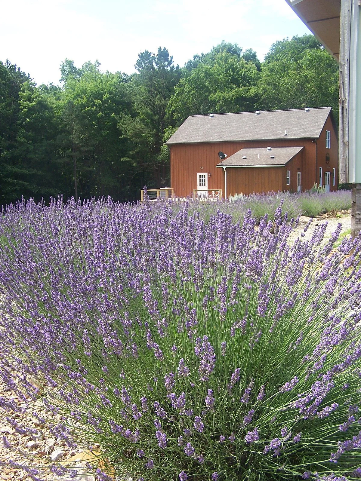 Beagle Ridge Herb Farm